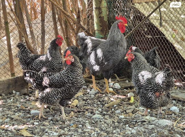 חיית משק פלימות רוק