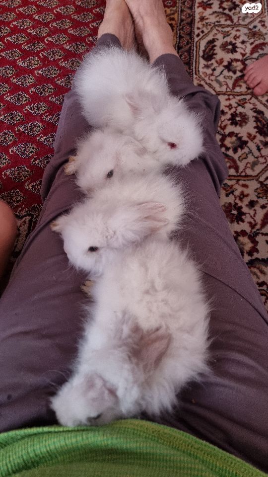 מכרסם ארנב אנגורה