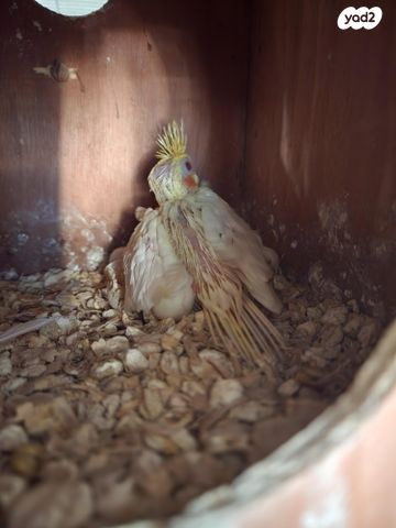 תוכי קוקוטייל