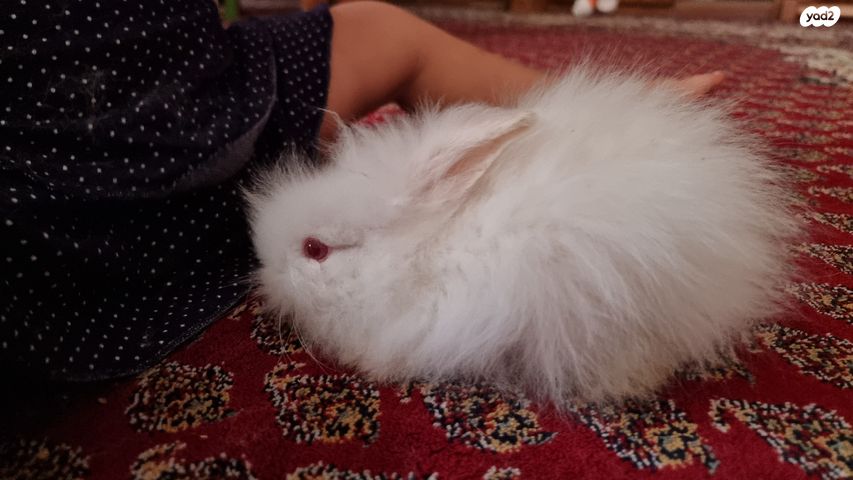 מכרסם ארנב אנגורה