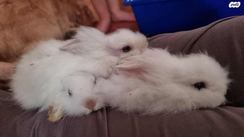 מכרסם ארנב אנגורה