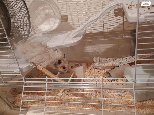 אביזרים | כלוב