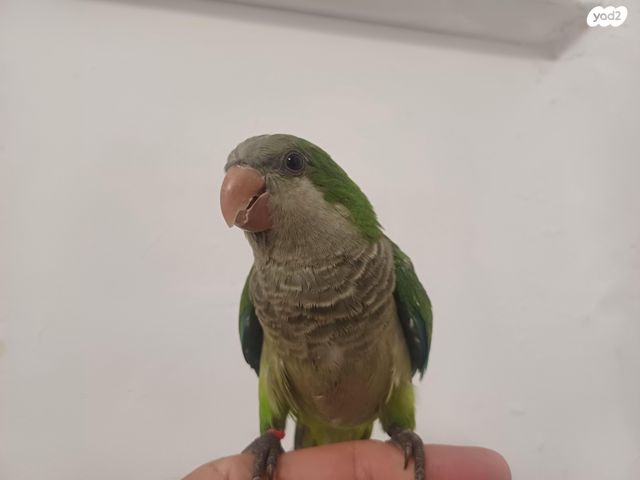 תוכי קוקוטייל