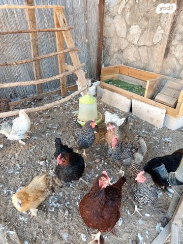 תמונת מודעה - חיות מחמד