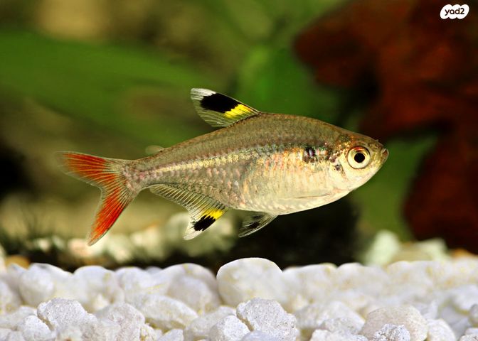 תמונת מודעה - חיות מחמד