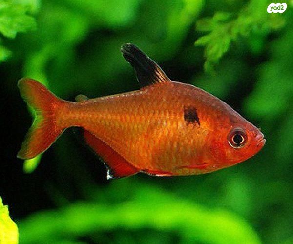 תמונת מודעה - חיות מחמד