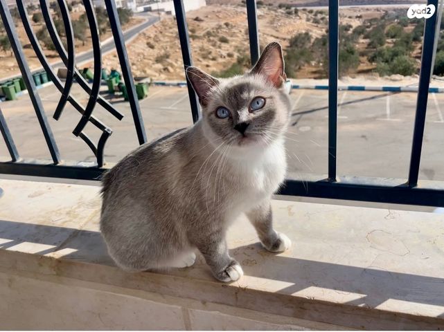 תמונת מודעה - חיות מחמד