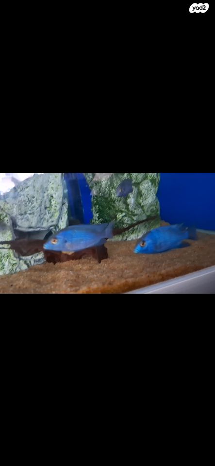 תמונת מודעה - חיות מחמד