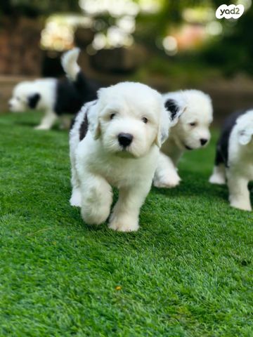 כלב צאן אנגלי עתיק