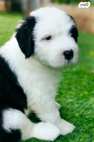 כלב צאן אנגלי עתיק