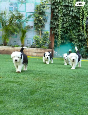 כלב צאן אנגלי עתיק