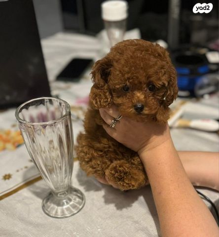 תמונת מודעה - חיות מחמד