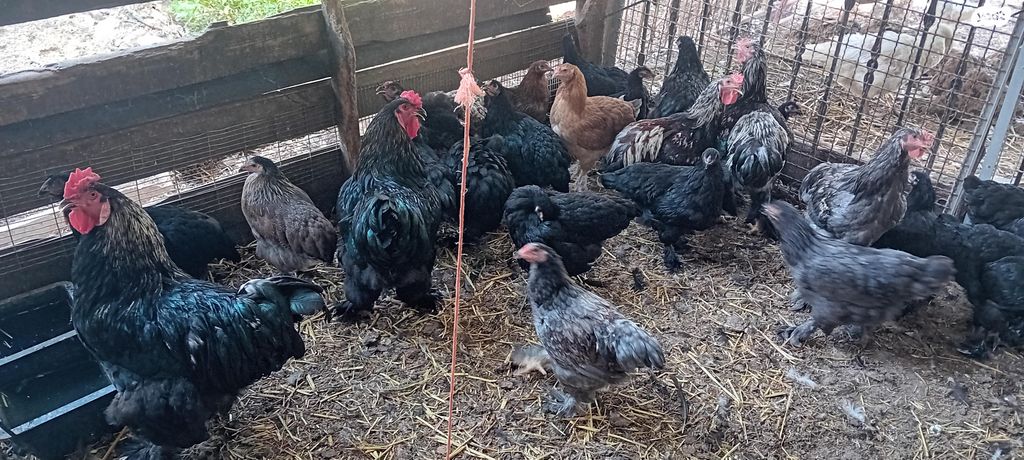 תמונת מודעה - חיות מחמד