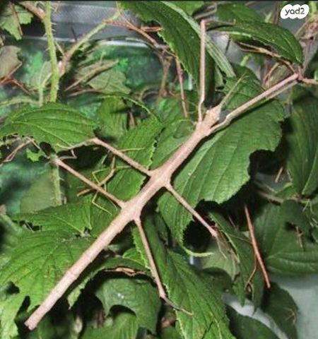 תמונת מודעה - חיות מחמד