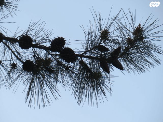 בית פרטי/ קוטג'