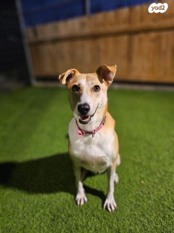 תמונת מודעה - חיות מחמד