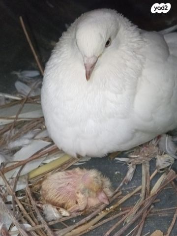 תמונת מודעה - חיות מחמד