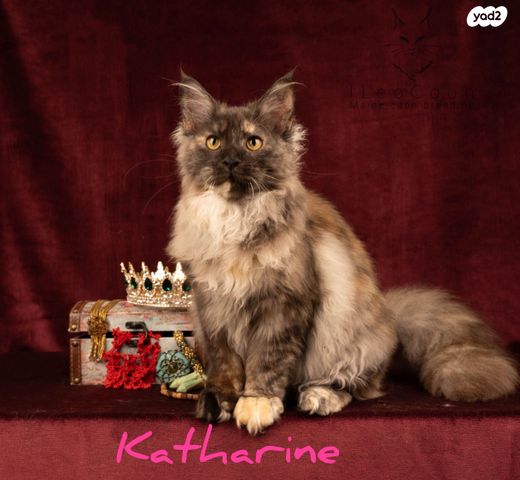 חתול מיין קון