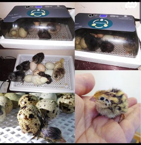 אביזרים | מדגרה