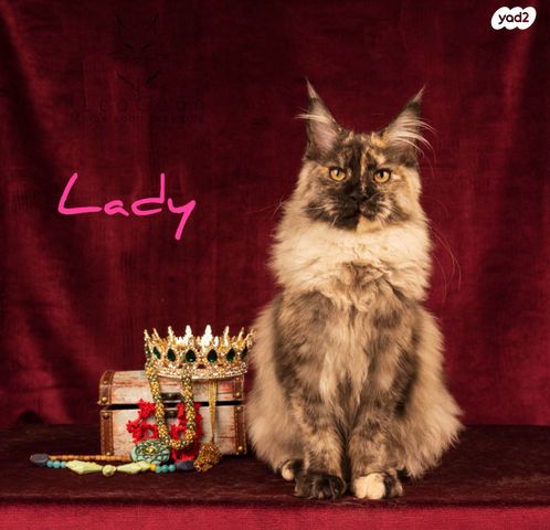 חתול מיין קון