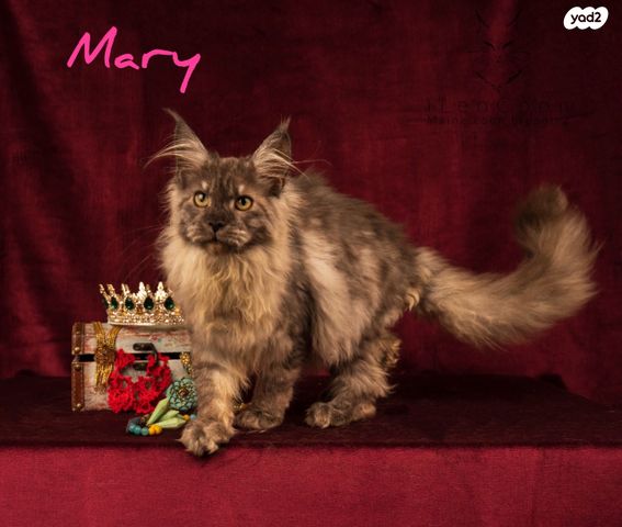 חתול מיין קון