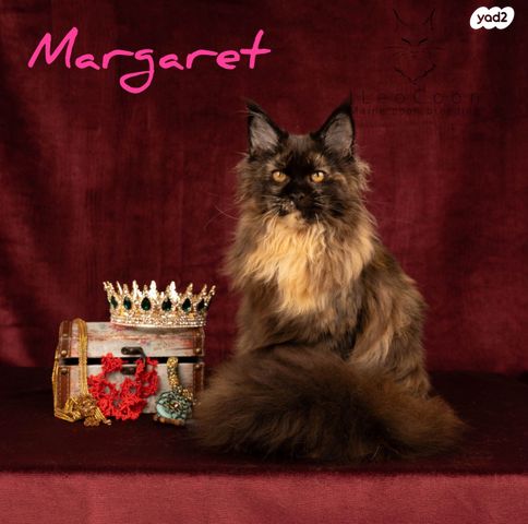 חתול מיין קון