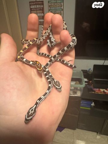 תמונת מודעה - חיות מחמד