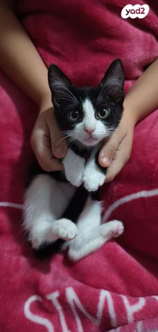 תמונת מודעה - חיות מחמד