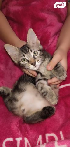 תמונת מודעה - חיות מחמד