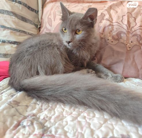 תמונת מודעה - חיות מחמד