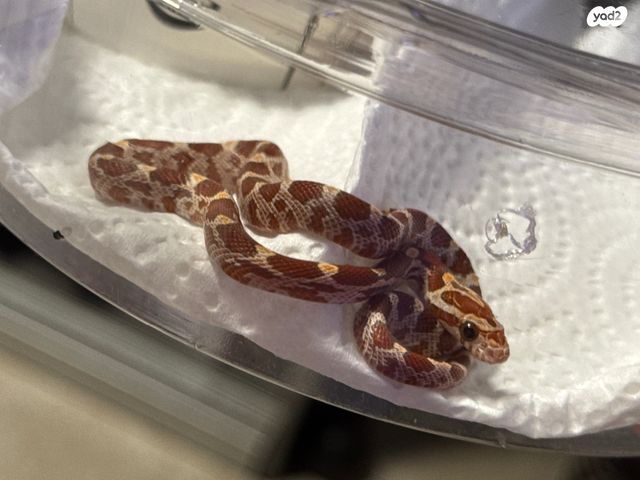 זוחל כרכן תירס