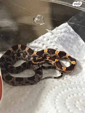 זוחל כרכן תירס