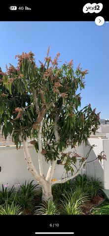 בית פרטי/ קוטג', ז'קלין כהנוב 7, כלניות, באר שבע