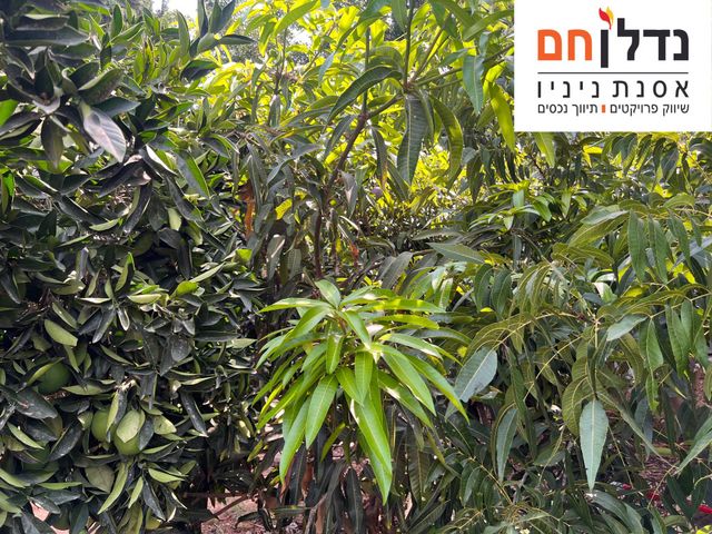 הרצליה פיתוח