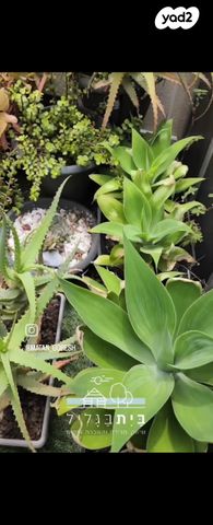 דירת גן, אדמית / יערית, שלומי