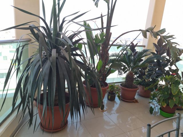 דירה, הנורית, רובע ח', אשדוד