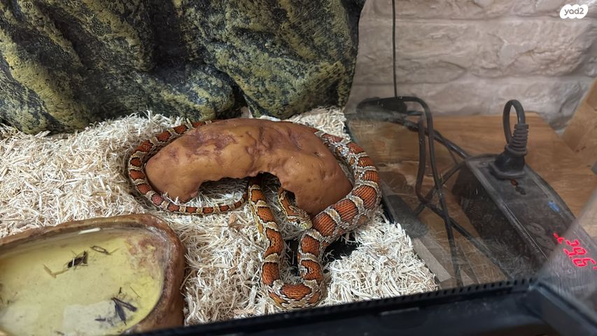 תמונת מודעה - חיות מחמד