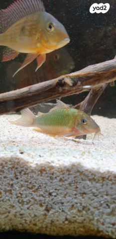 דג דגי חתול