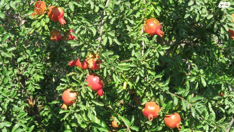 דו משפחתי, רמות, ירושלים