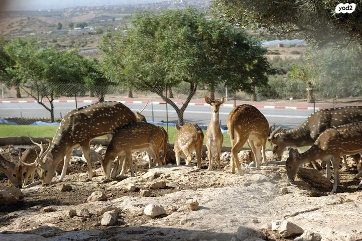 מגרשים, שערי תקווה