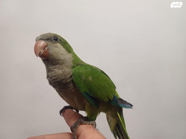 תמונת מודעה - חיות מחמד