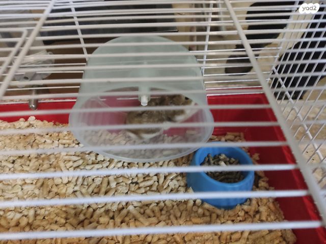 תמונת מודעה - חיות מחמד