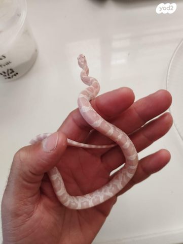 תמונת מודעה - חיות מחמד