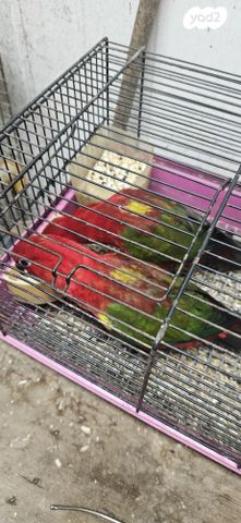 תמונת מודעה - חיות מחמד