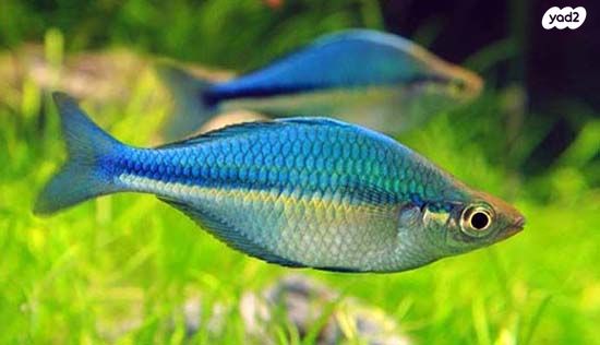 תמונת מודעה - חיות מחמד