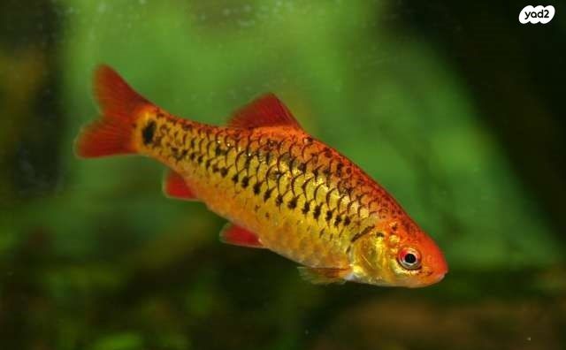 תמונת מודעה - חיות מחמד