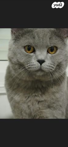 תמונת מודעה - חיות מחמד