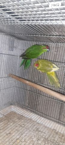 תמונת מודעה - חיות מחמד