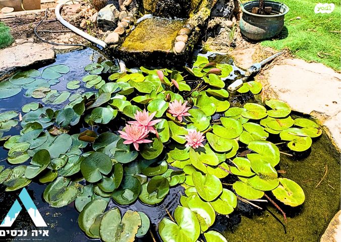 דו משפחתי, קציר