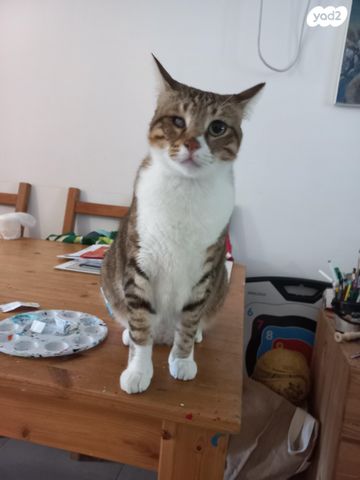 תמונת מודעה - חיות מחמד